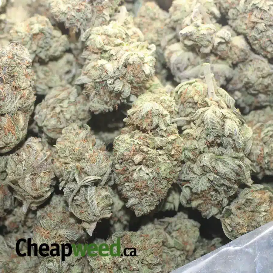 Peanut Butter Breath - Image 3
