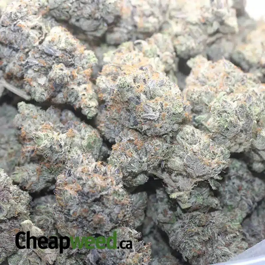 Pink Ghost OG - Image 3