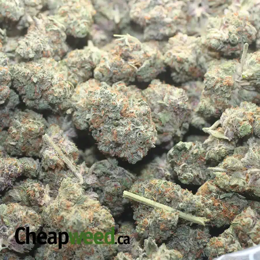 PURPLE AMNESIA 1 I Purple Amnesia