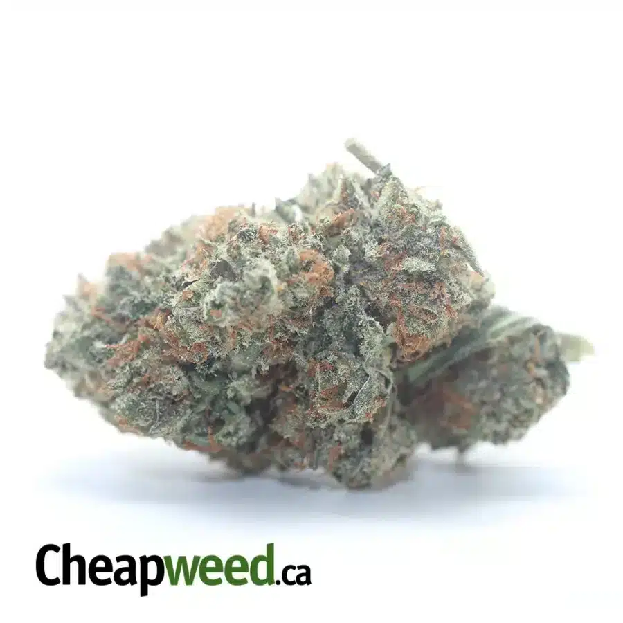 Purple Amnesia