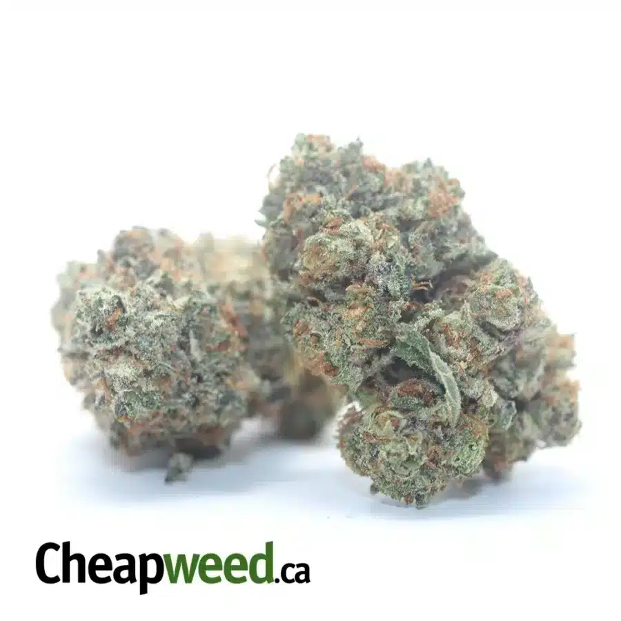 Alternative view of Purple Amnesia