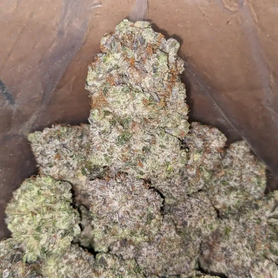 Alternative view of Platinum Comatose