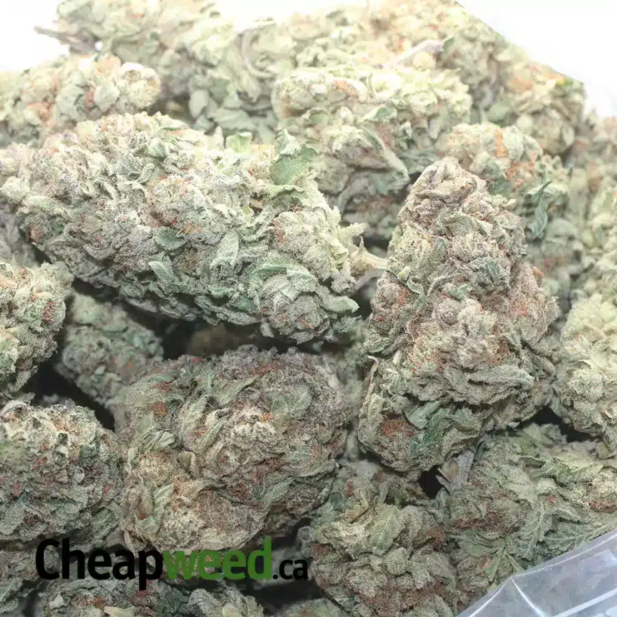 STICKY ICKY 1 I Sticky Icky