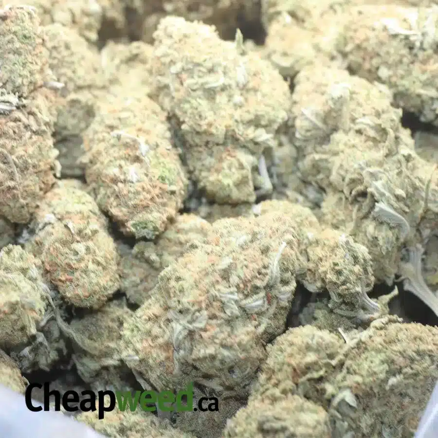 $47 Oz - Sugar Cookies - Image 3