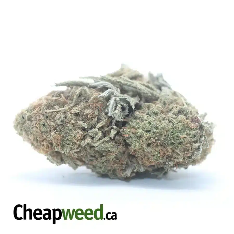 $47 Oz - Sugar Cookies