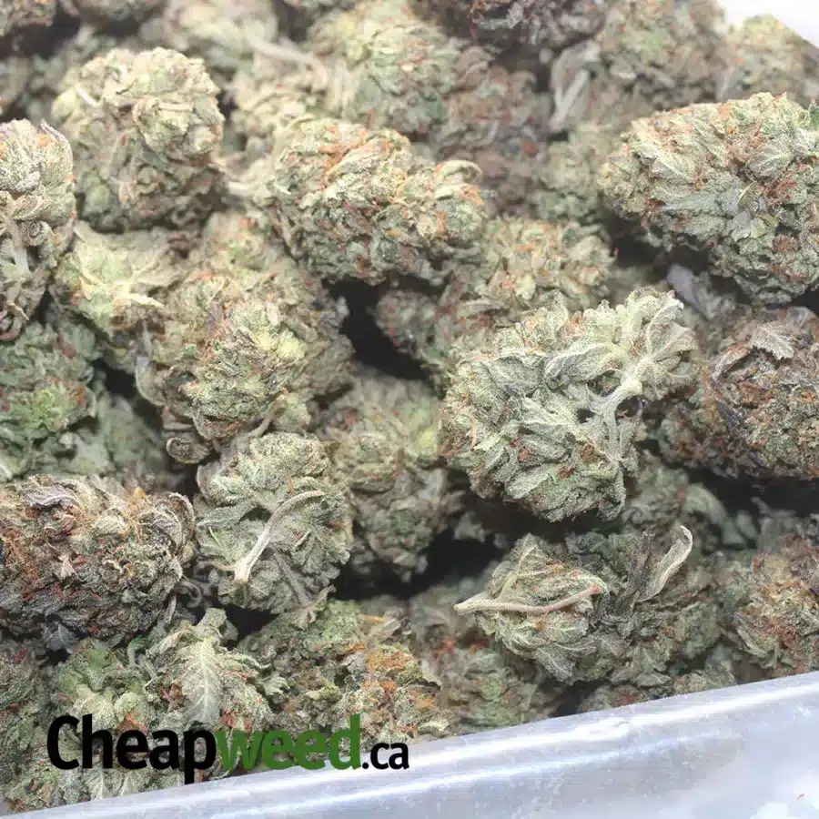 Tony's Tuna Kush - Image 3