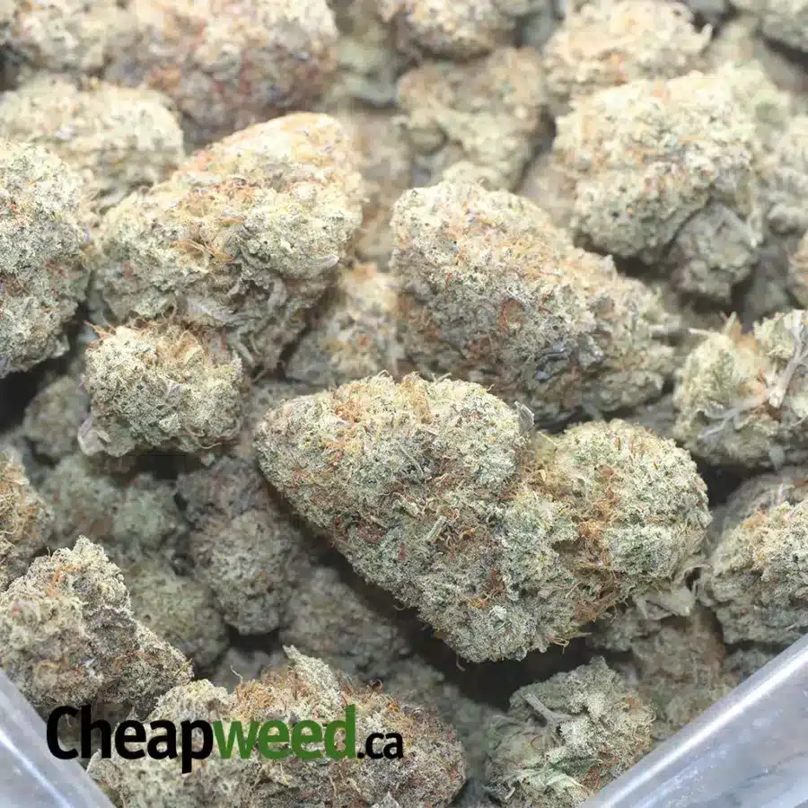 White Cookies - Image 3