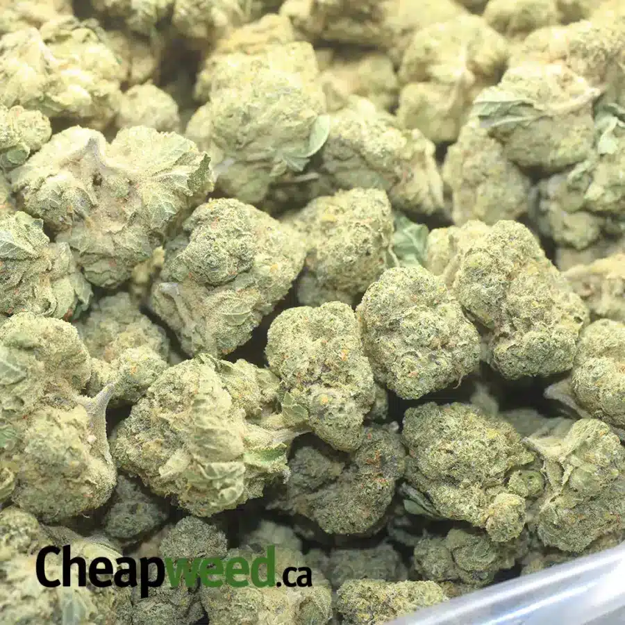 WHITE RUNT FLAT 1 I $42oz White Runtz