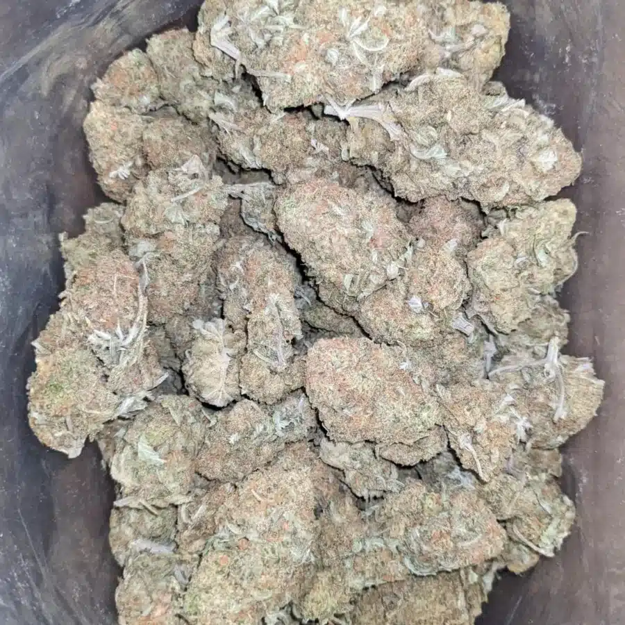 WhatsApp Image 2026 07 16 at 12.19.25 PM I $47 Oz - Sugar Cookies