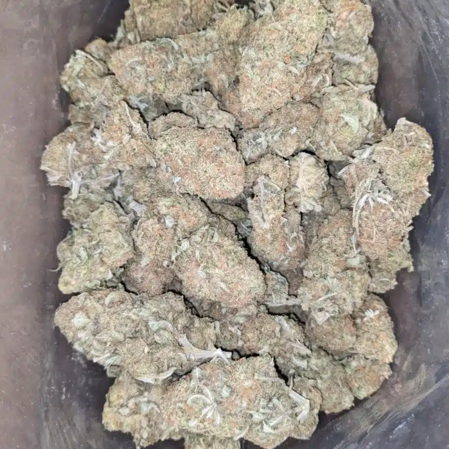 WhatsApp Image 2026 07 16 at 12.19.30 PM I $47 Oz - Sugar Cookies
