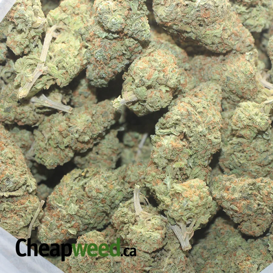 Animal Cookies - Image 3