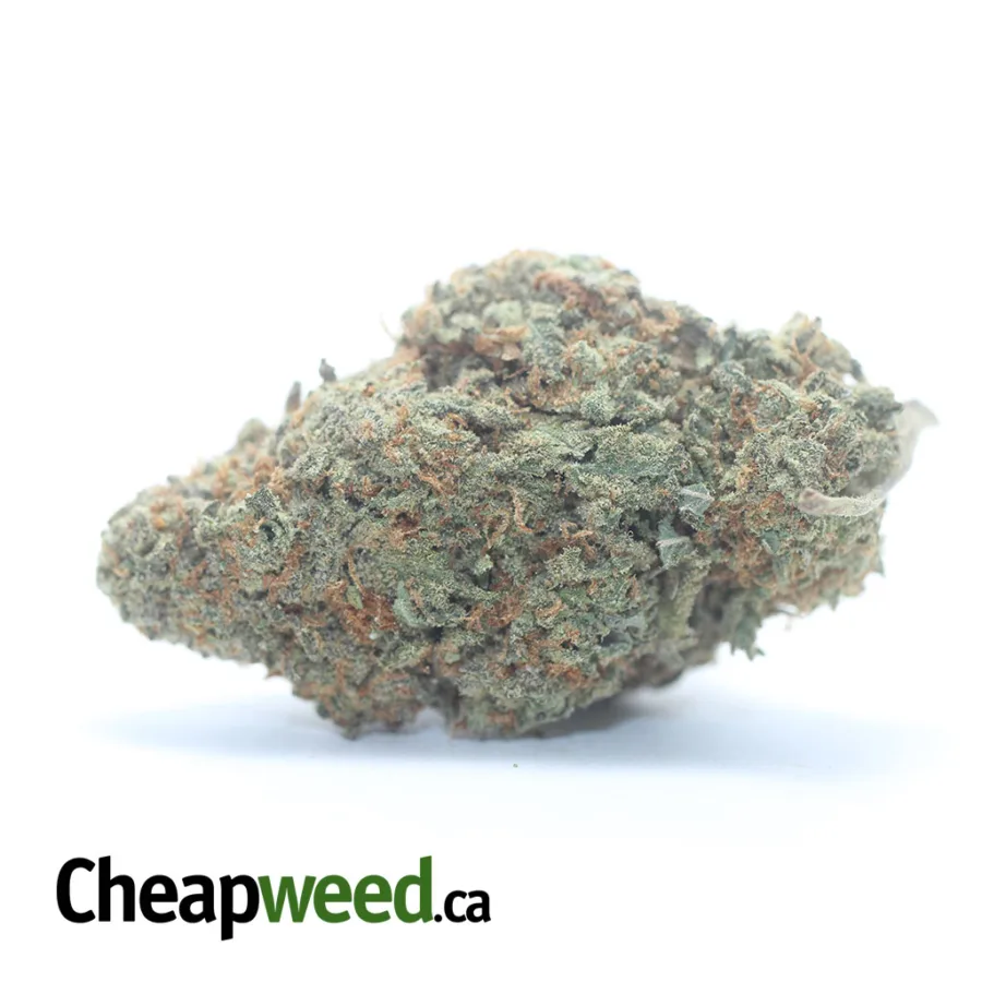 Animal Cookies