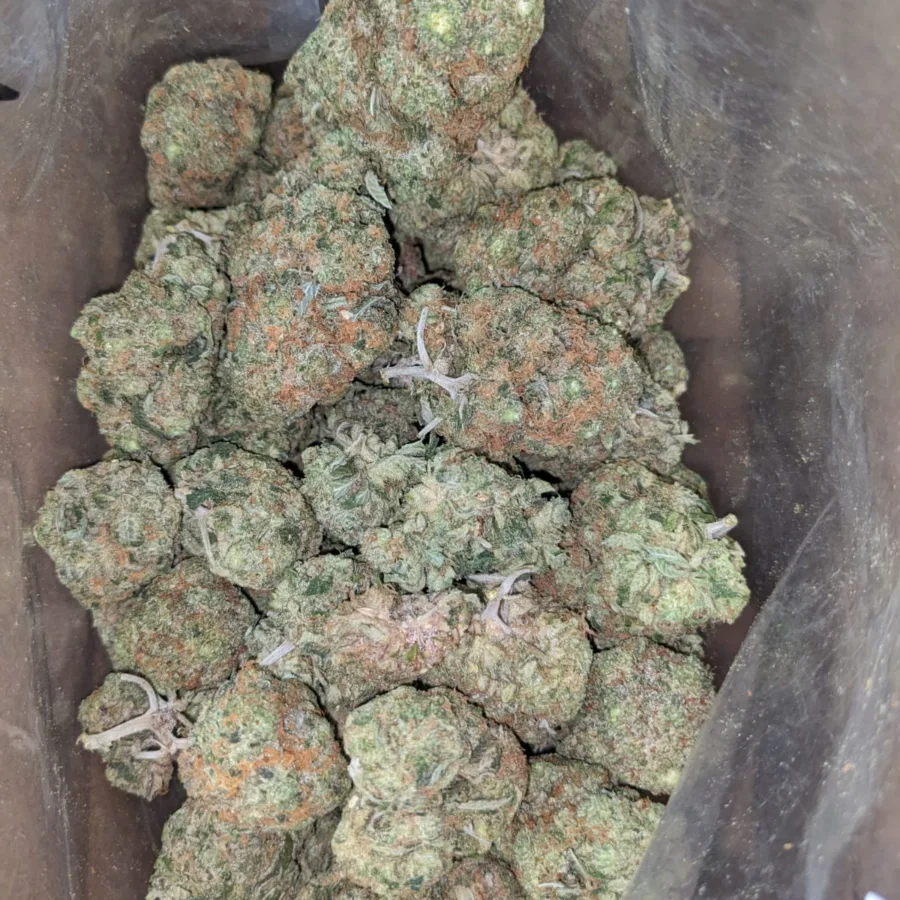 Cactus - Image 5