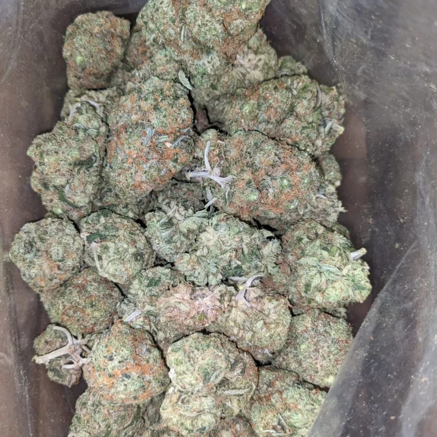 Cactus - Image 4
