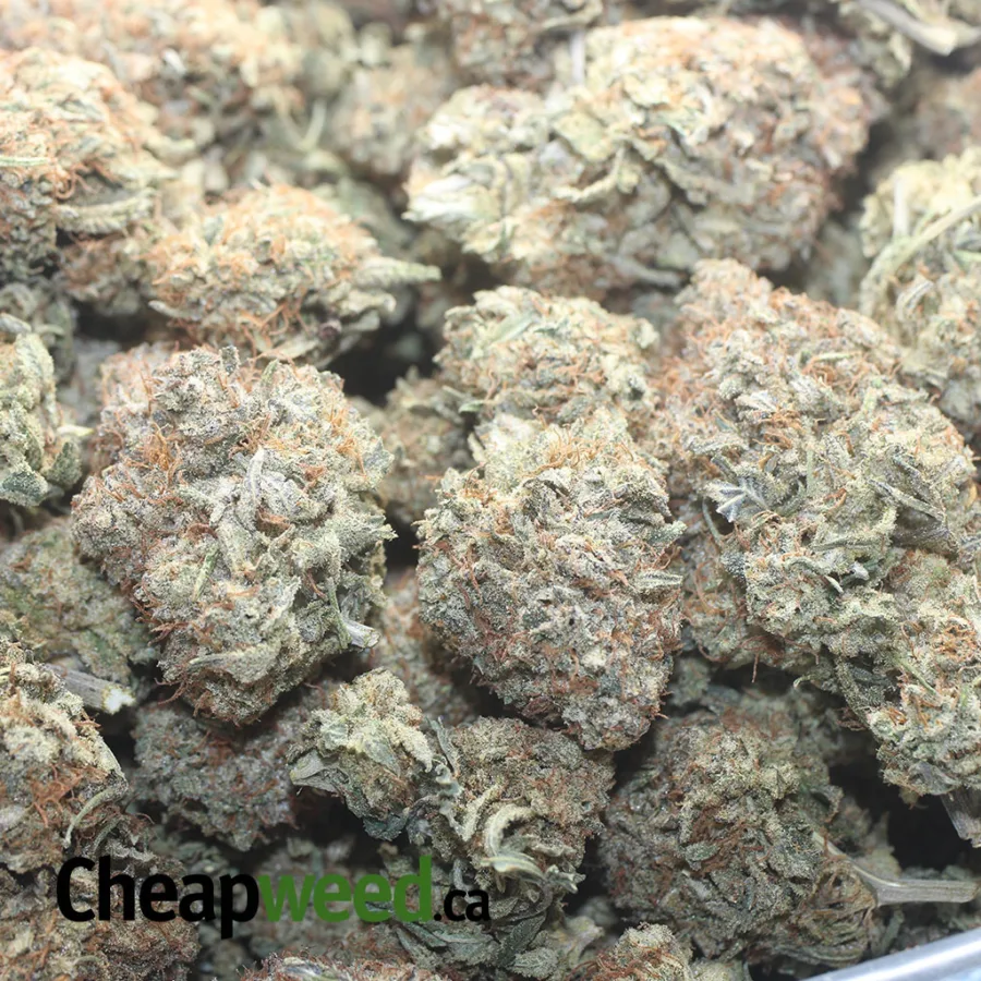 Frosty Pink - Image 3