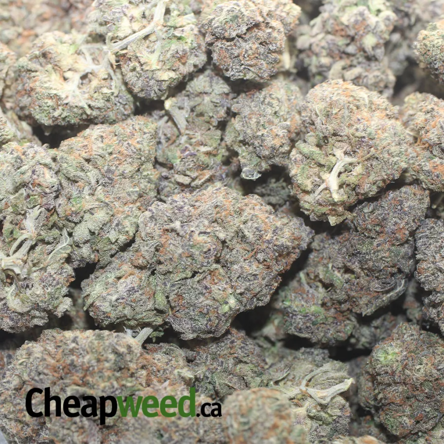 Jetfuel Gelato - Image 3