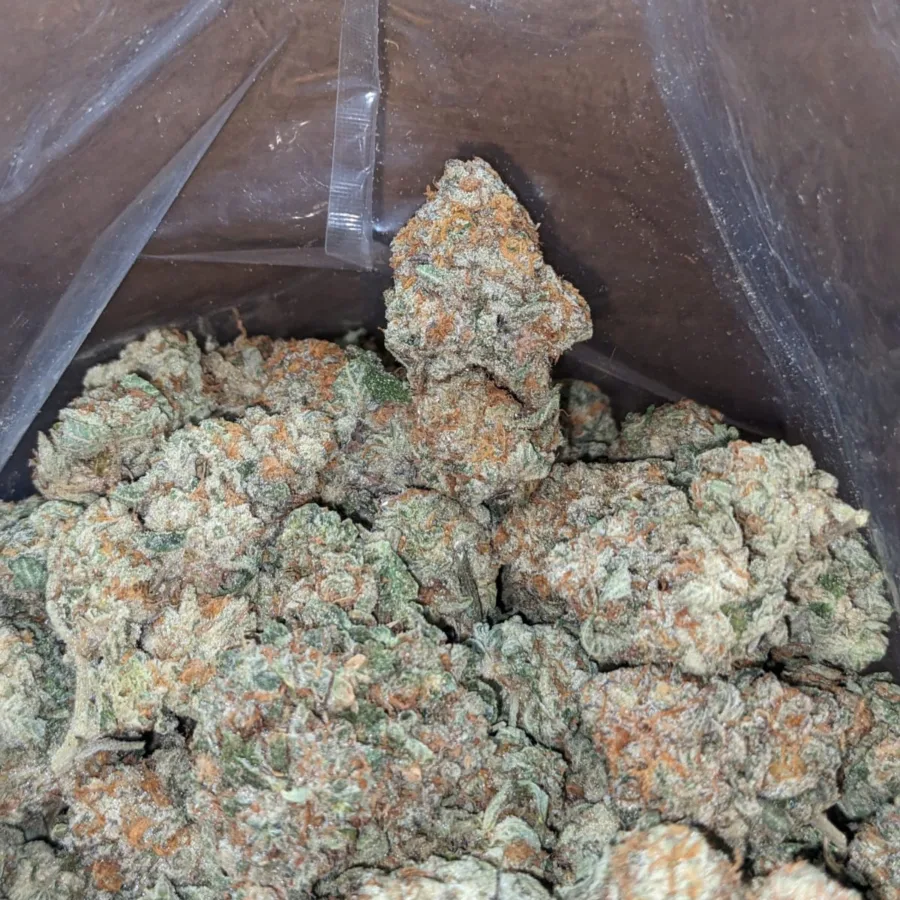Jack Herer - Image 7