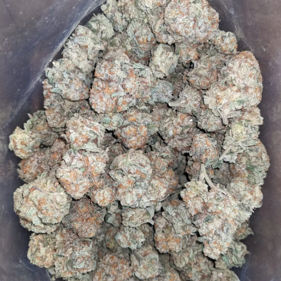 Jack Herer - Image 6
