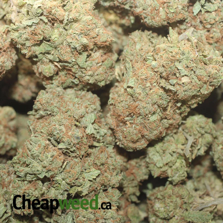 Mandarin Orange - Image 3