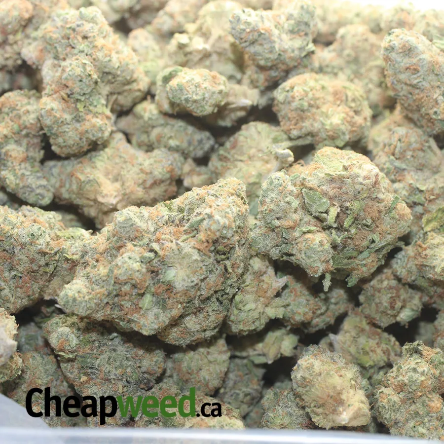 $40oz Mataro Blue - Image 3
