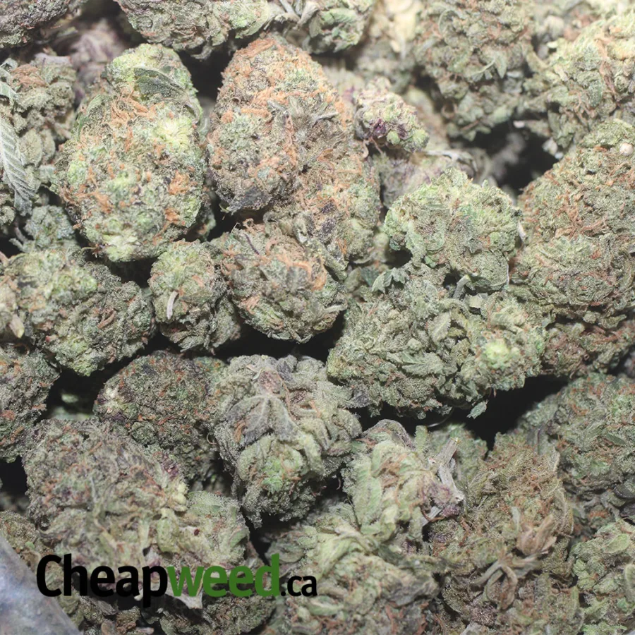 Purple Berry - Image 3