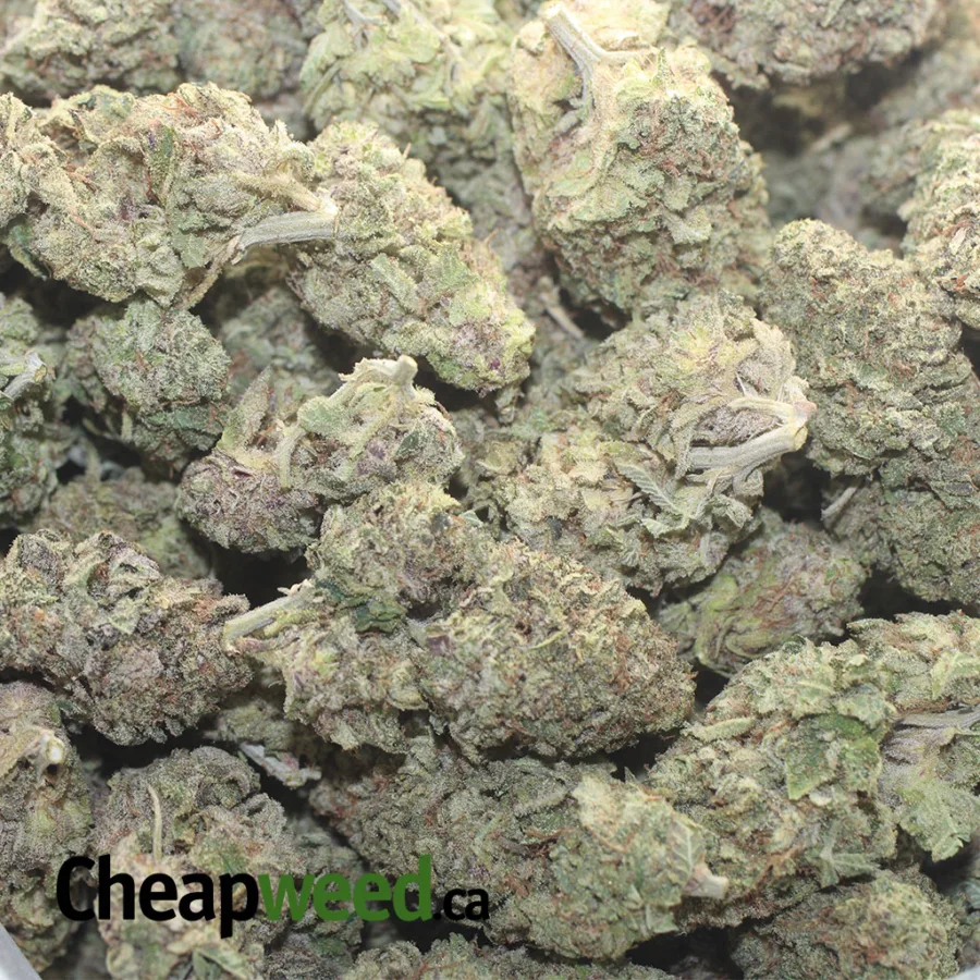 Purple Stardawg - Image 3