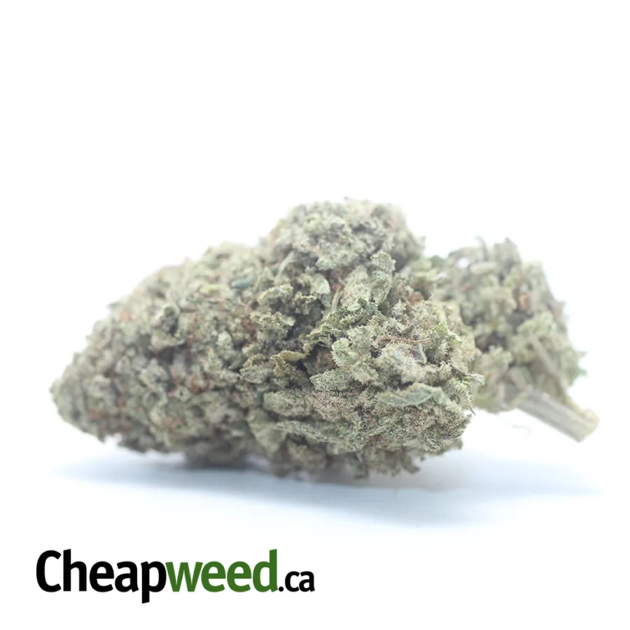Purple Stardawg