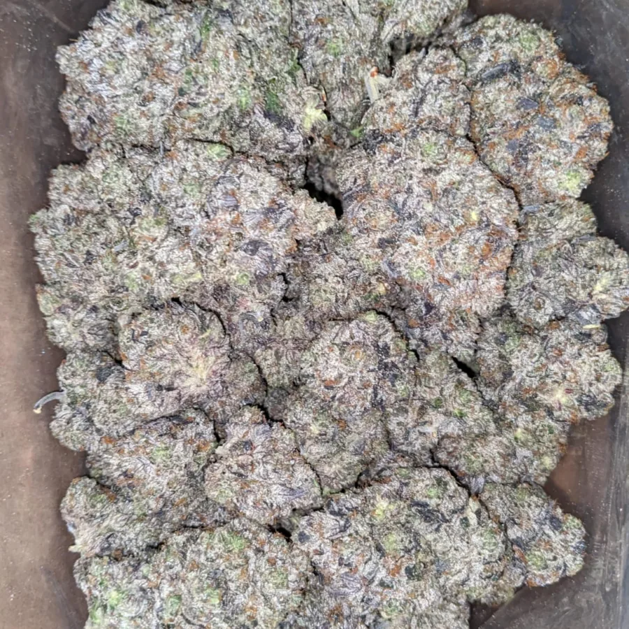 Pink Frost - Image 4