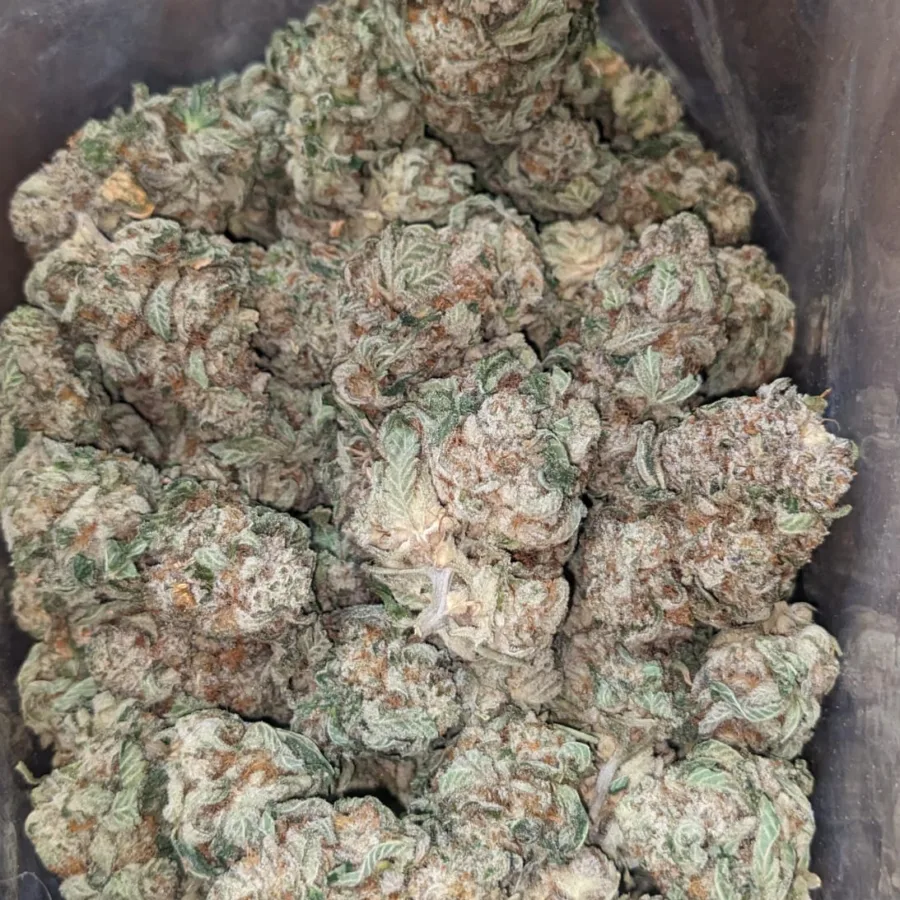 Alternative view of Purple OG