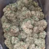 Purple OG
