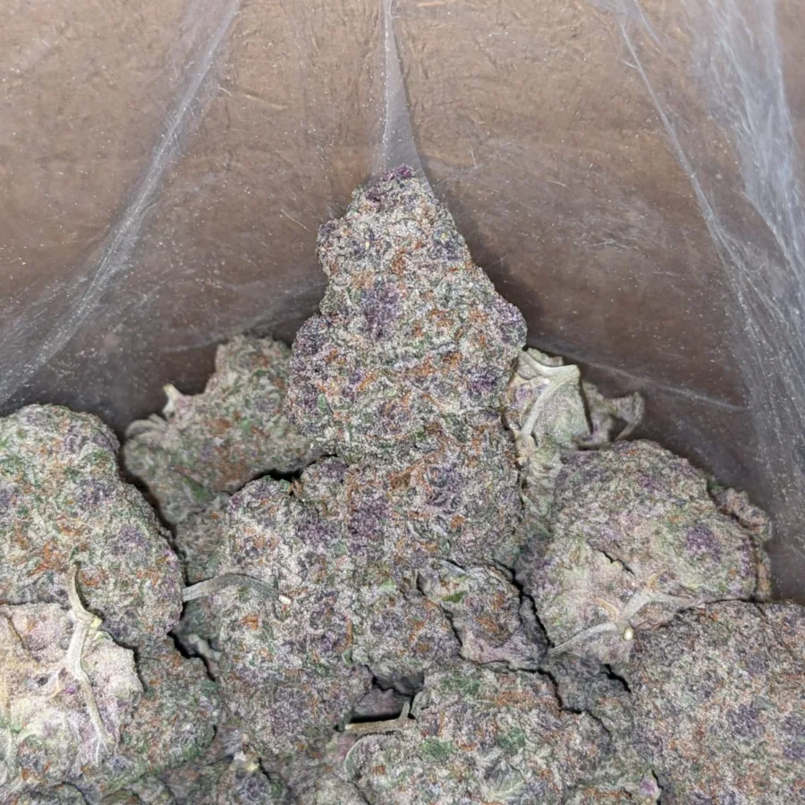 Tropicana Punch - Image 7