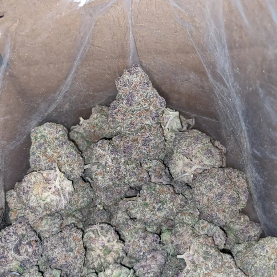 Tropicana Punch - Image 6