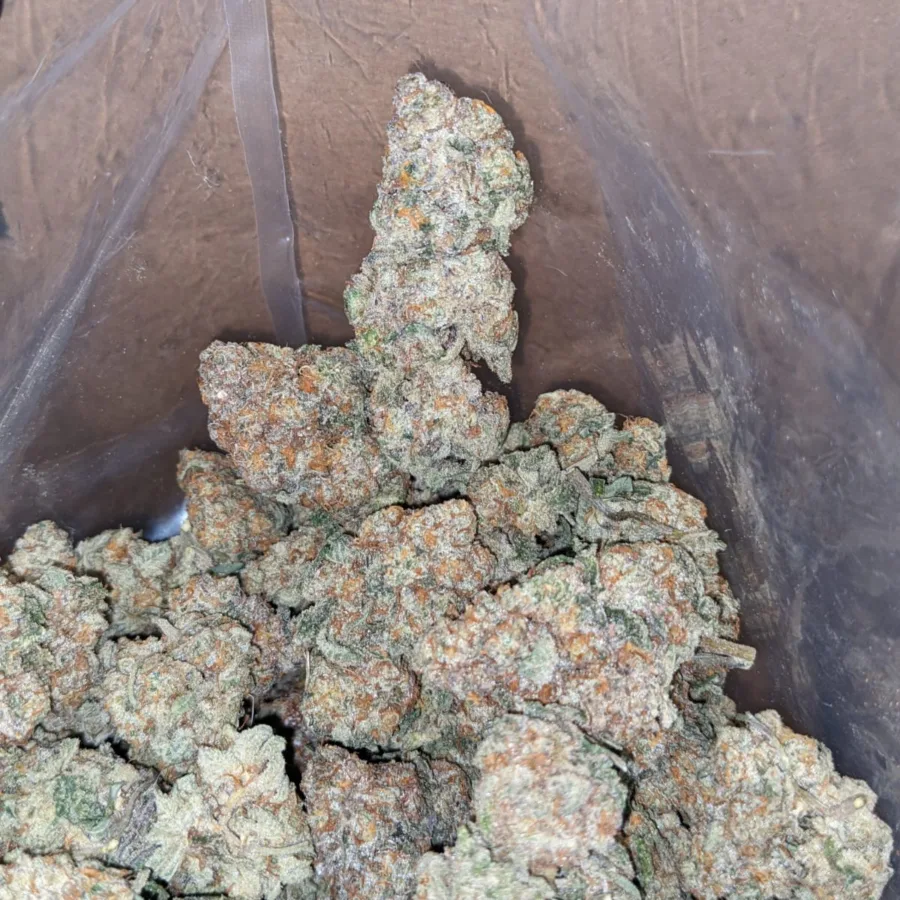 $49oz Jack Herer - Image 7