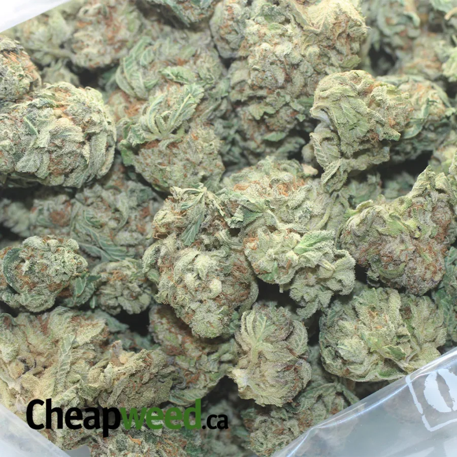 Cali Bubba - Image 3