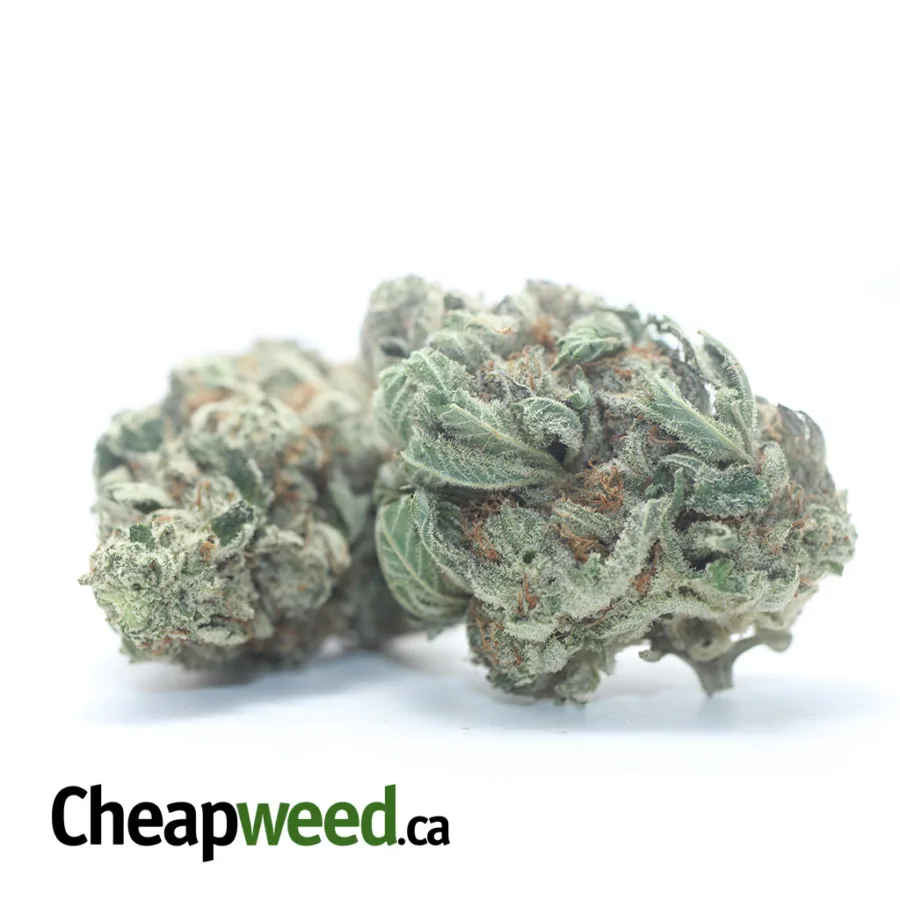 Alternative view of Cali Bubba