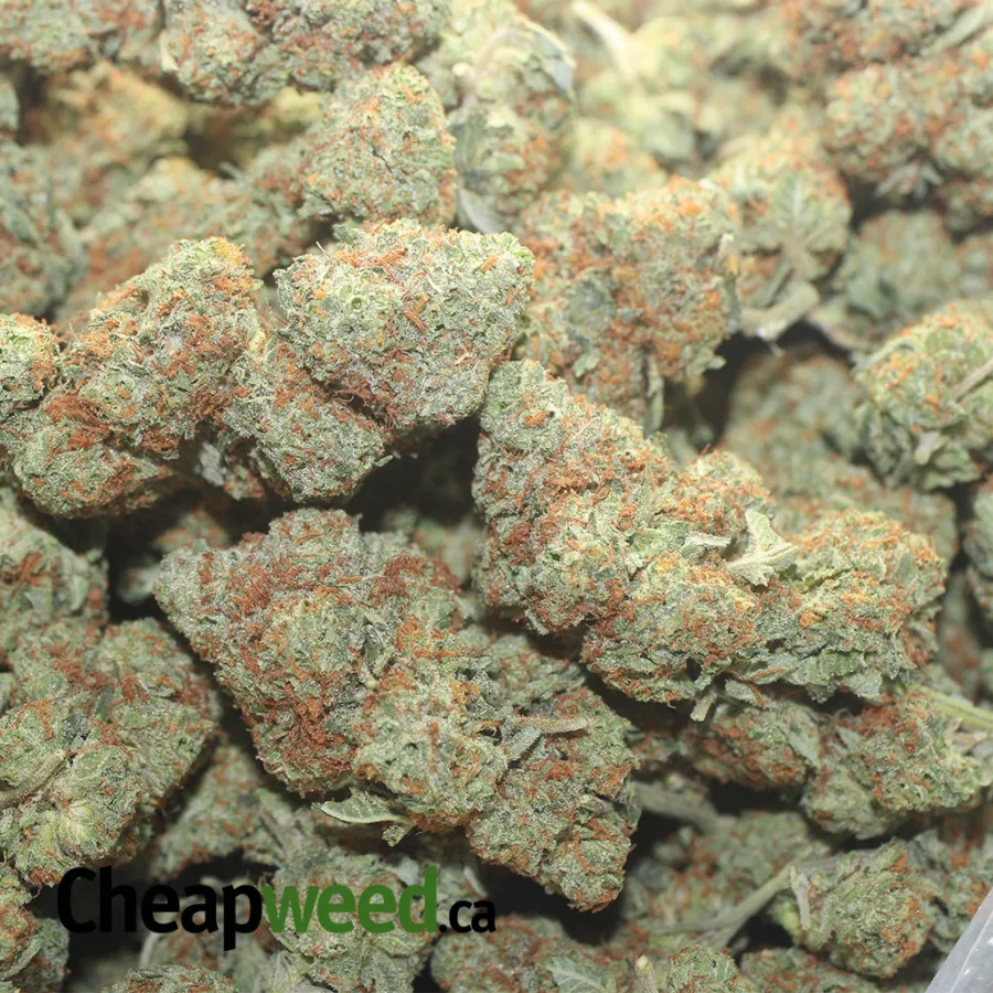 Columbian Gold - Image 3