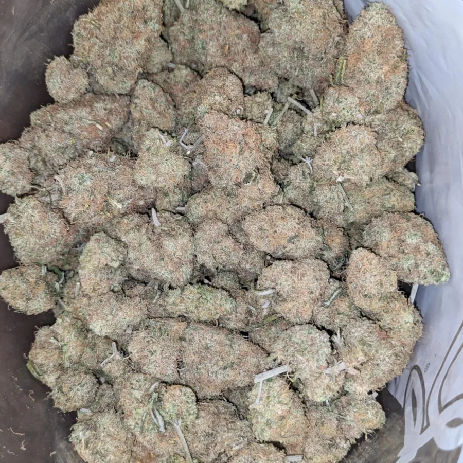 Chocolate Kush