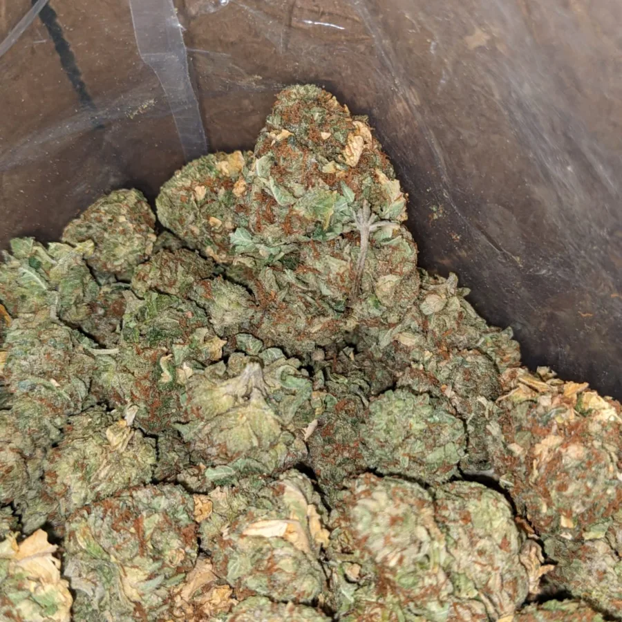 Alternative view of Cougar Piss Bulk Special