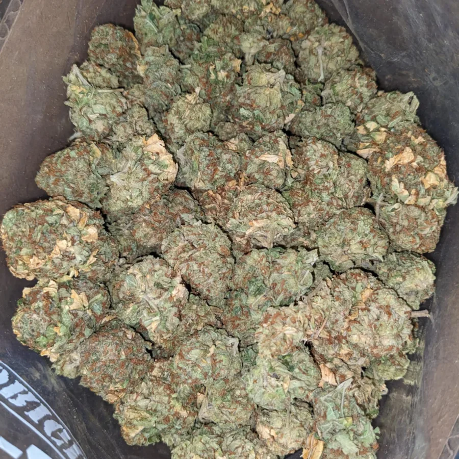 Cougar Piss Bulk Special