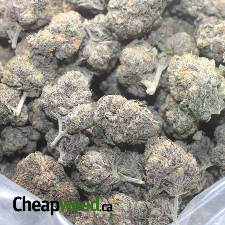 Gelato #33 - Image 3