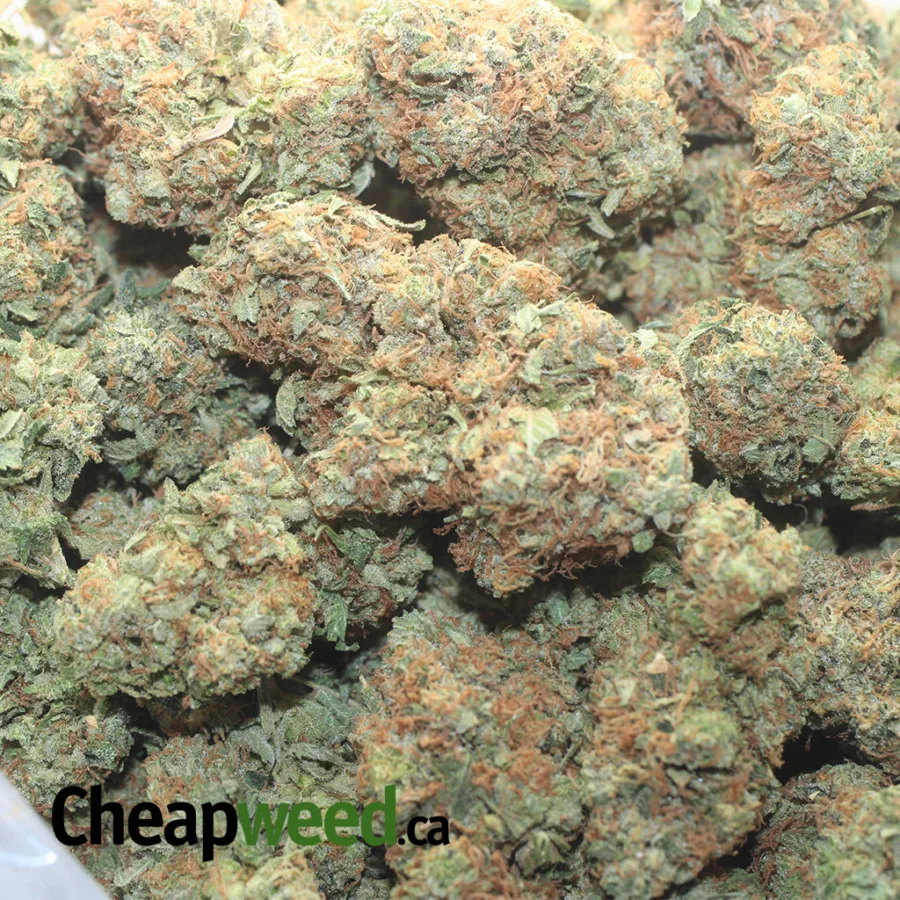 God Bubba - Image 3