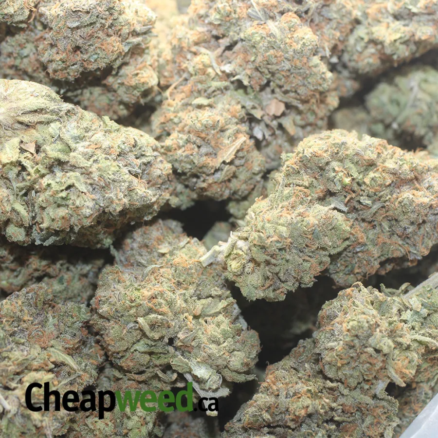 Gorilla Glue - Image 3