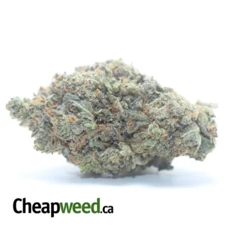 GORILLA GLUE (2) GORILLA GLUE 2 I Legacy