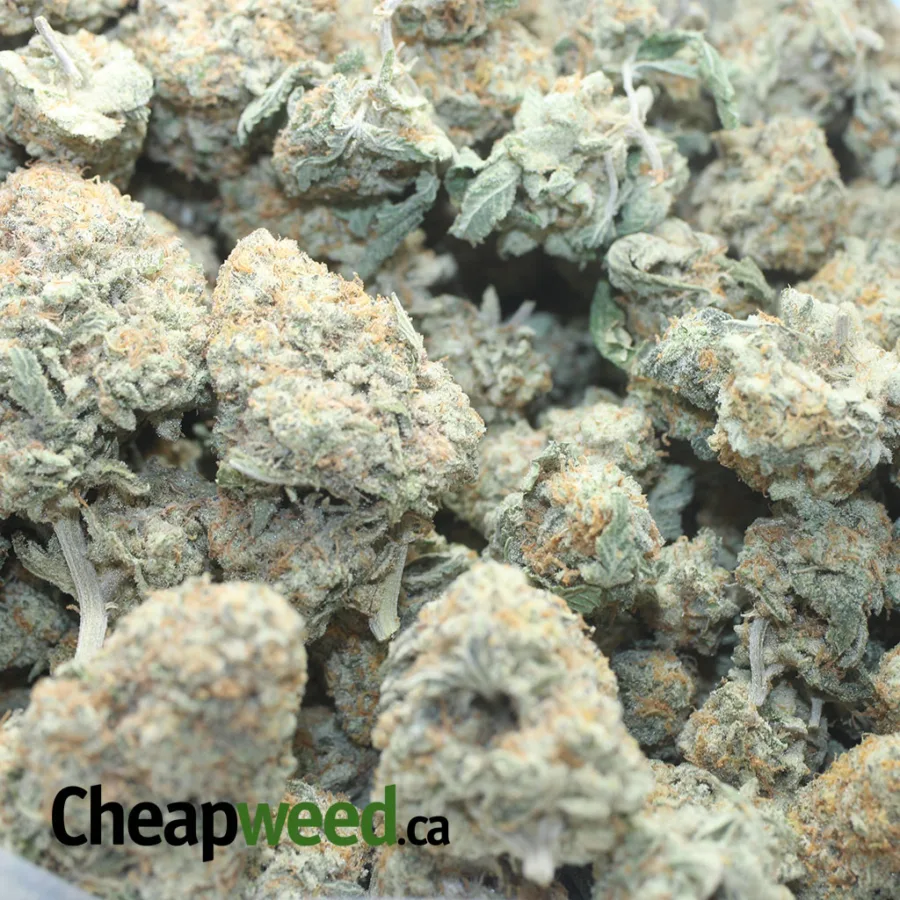 Jack Herer - Image 3