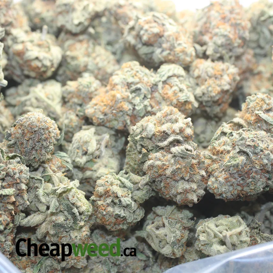 Jack Herer - Image 3