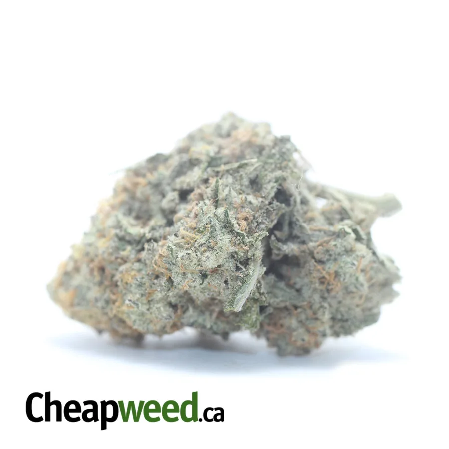 Jack Herer