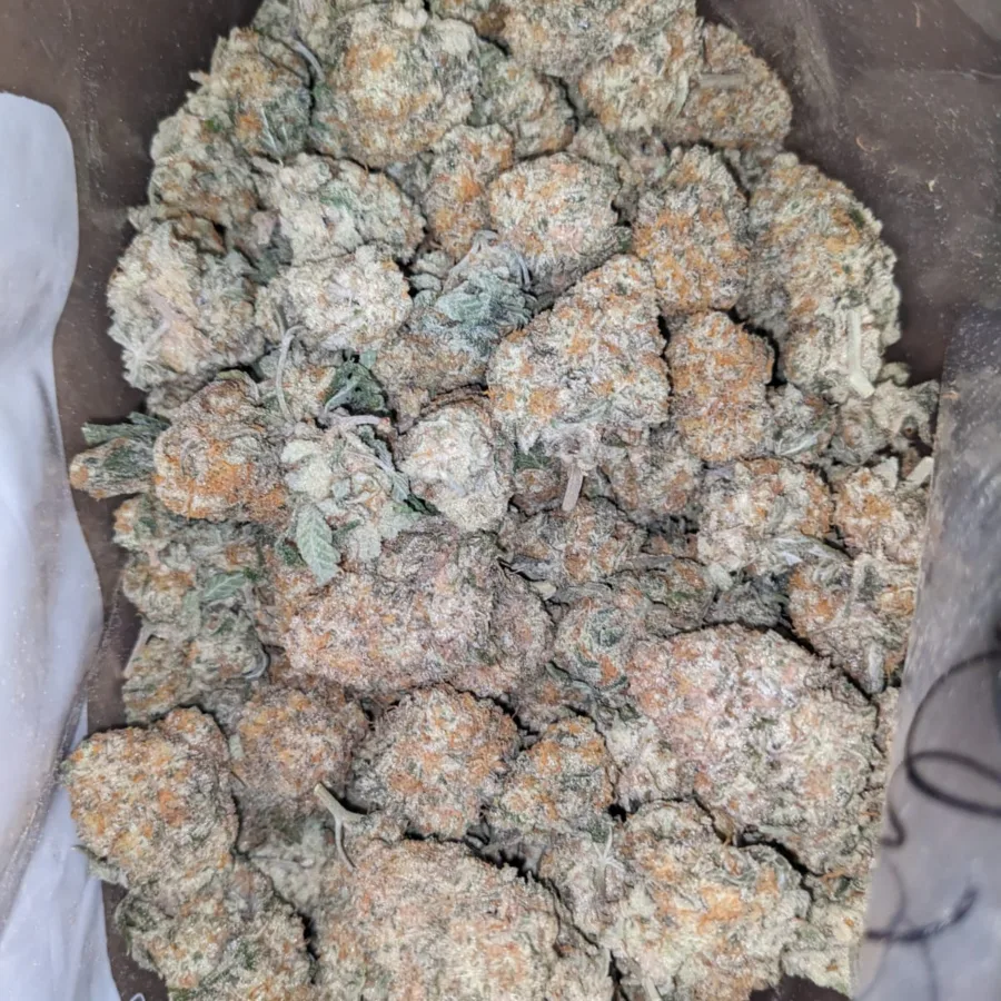 Jack Herer - Image 7