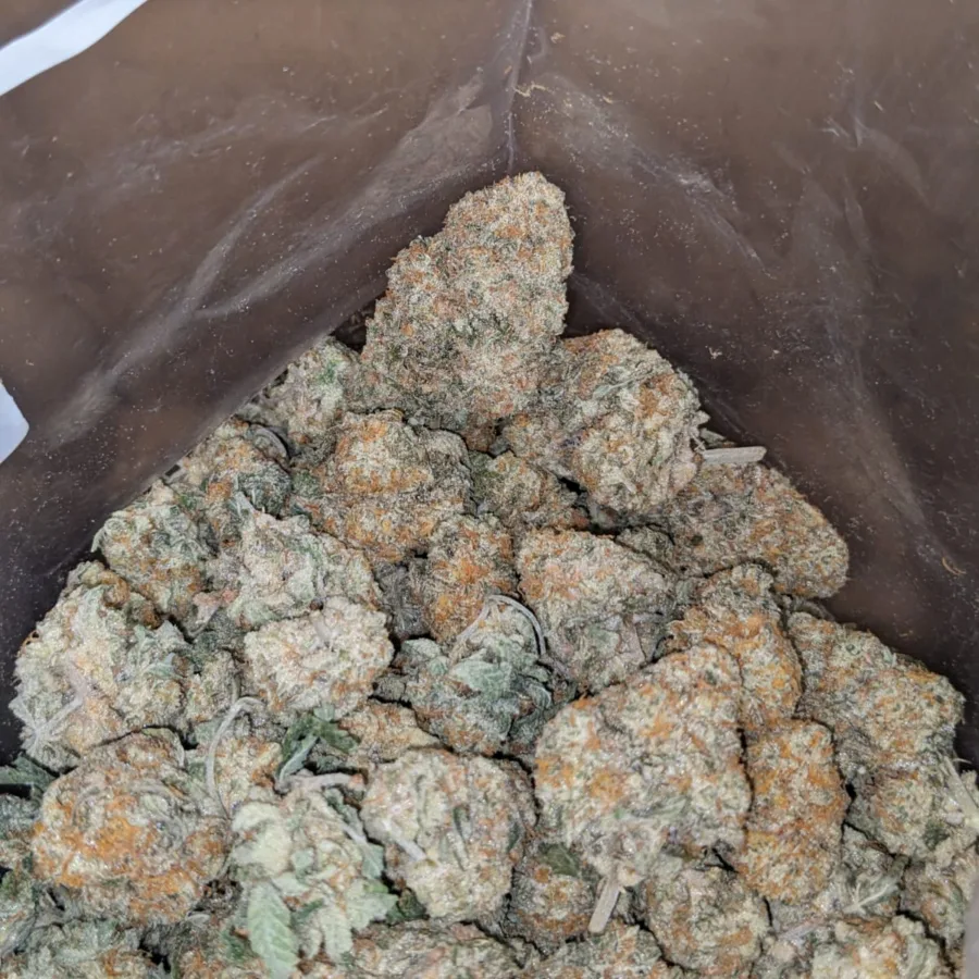 Jack Herer - Image 6