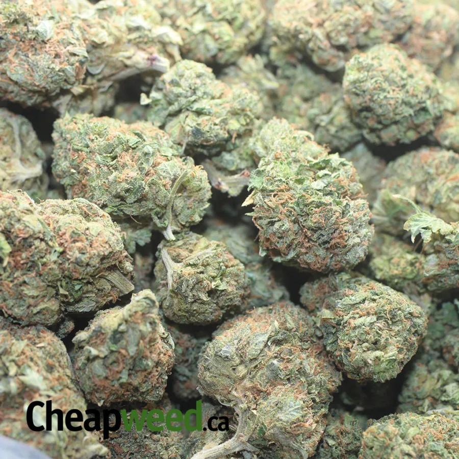 King Bubba - Image 3