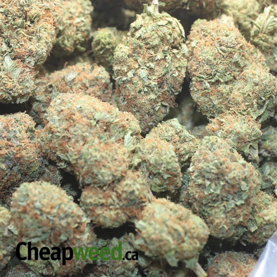 Master Kush x Rockstar - Image 3